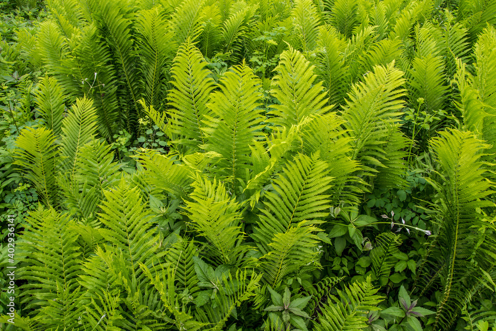 Large group of ostrich fern growing in the wild. Stock Photo | Adobe Stock