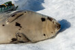 A large adult harp seal with a light grey coat and dark spots. The seal is rolling on white snow.The dark eyed, earless, and long whiskered saddleback has a large belly of blubber with large flippers.