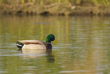 Mallard Drake Male Duck Swimming In Water.