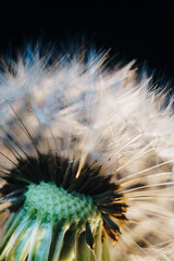 Canvas Print - macro photo of white dandelion fluffs