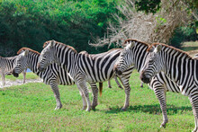 Three Zebras On Grass,  3頭のシマウマ