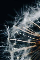 Canvas Print - macro photo of white dandelion fluffs