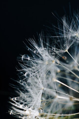 Canvas Print - close-up of white dandelion fluff with water drops