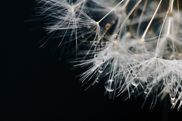 Canvas Print - close-up of white dandelion fluff with water drops