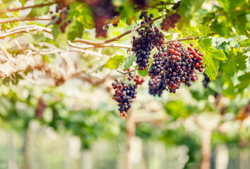 Wall Mural - Ripe grapes hanging on vine ready to be harvested at vineyard