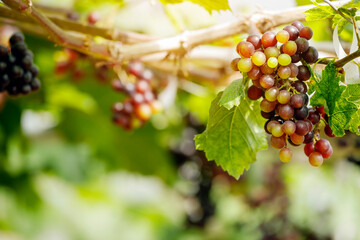 Wall Mural - Ripe grapes hanging on vine ready to be harvested at vineyard