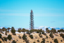 A Typical Cell Phone Tower Disguised And Camouflaged As A Fake Tall Pine Tree In The Rural Landscape Under Blue Sky. Snow Covered Mountains In The Distance