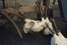 Roe Deer Skulls With Antlers On The Ground. Dark Magic Witch Accessories, Occult Sciences Concept, Ancient Mystical Ritualistic Practices And Shamanism, Selective Focus