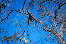 Vultures On The Branch Of An Oak Tree In A Thickly Forested Area In The Austin, Texas Hill Country.