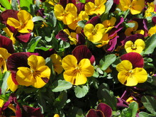 Flower Bed With Yellow And Dark Red Pansies