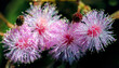 Striking macro flower closeup of Mimosa pudica or Mimosa pigra sensitive plant, also known as Shameplant, Sleepy plant.