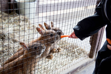 baby hand with carrots feed white rabbit in a cage 