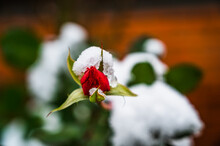 A Beautiful Selective Focus Shot Of A Red Rosebud Covered With Snow