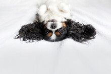 Funny Dog, Cavalier Spaniel Relaxing On Bed