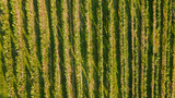 Fototapeta Do pokoju - Aerial view of vineyards located in South Moravia captured during a sunny late afternoon.