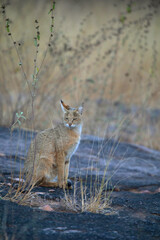Wall Mural - jungle cat, felis chaus, panna tiger reserve, madhya pradesh, india