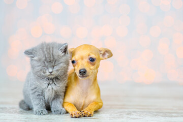 A gray fluffy kitten sleeps while sitting near a small puppy sitting on the floor of the house against the background of lights.