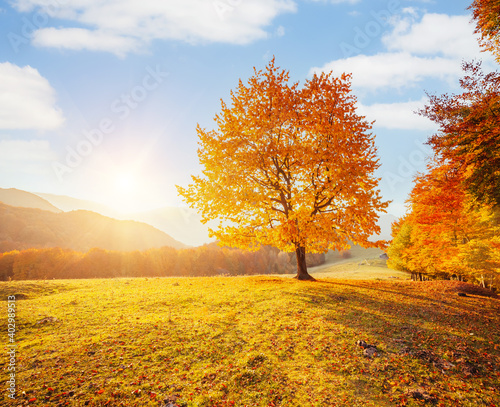 Fototapete - Yellow beech tree on a hill slope with sunbeams at mountain valley.