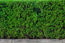 Green Hedge Or Green Leaves Fence Wall With Small Hole For Background.