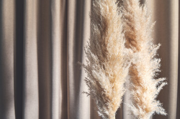 Reed Plume Stem, Dried Pampas Grass, Decorative Feather Flower Arrangement for Home, Beach Theme, New Trendy Home Decor, Summer direct light with strong shadows