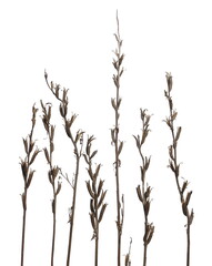 Wall Mural - Dry field grass with stems and seeds isolated on white background with clipping path
