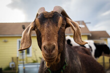 A Close Up Of A Farm Goat.