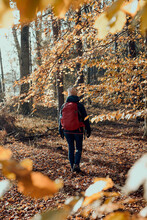 Woman With Backpack Wandering In A Forest On Autumn Sunny Day. Back View Of Middle Age Active Woman Actively Spending Leisure Time Going Along Forest Path Among Trees With Yellow Leaves