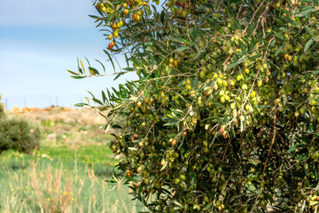 Olive tree with very good productivity of green olives, Crete, Greece.