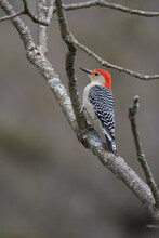 Red-Bellied Woodpecker Perched