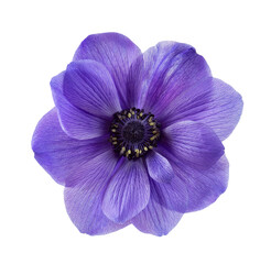 Wall Mural - Isolated blue anemone flower on white background