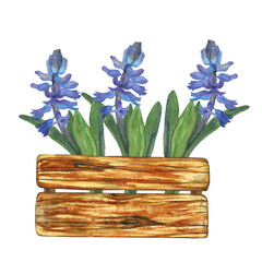 Blue hyacinth in wooden box isolated on white background. Watercolor hand drawing illustration of spring flower in crate. Perfect for card, decoration, print.