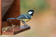 A great tit on a bird feeder holding a seed
