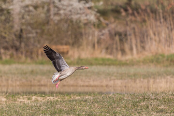 gray goose (anser anser) starts flying form grassland