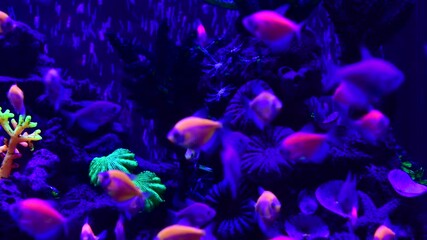 Wall Mural - Nice neon glowfish in freshwater tank nature water color painted aquarium