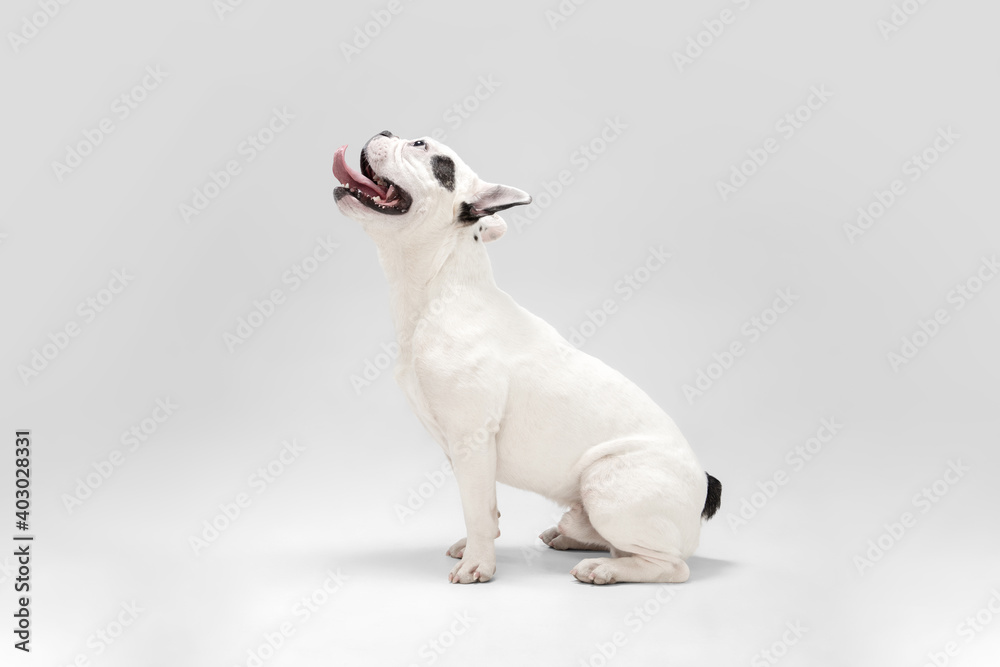 Waiting for miracle. French Bulldog young dog is posing. Cute playful white-black doggy or pet is playing and looking happy isolated on white background. Concept of motion, action, movement. - obrazy, fototapety, plakaty 
