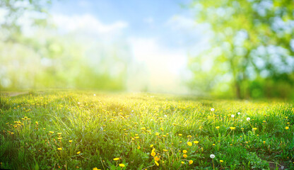 Poster - Beautiful meadow field with fresh grass and yellow dandelion flowers in nature against a blurry blue sky with clouds. Summer spring perfect natural landscape.