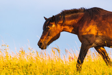 Horse grazing on a field in wild. Horse theme.