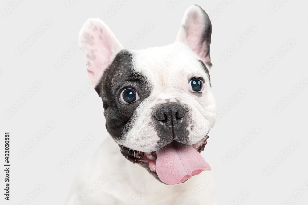 Celebrity portrait. French Bulldog young dog is posing. Cute playful white-black doggy or pet is playing and looking happy isolated on white background. Concept of motion, action, movement. - obrazy, fototapety, plakaty 