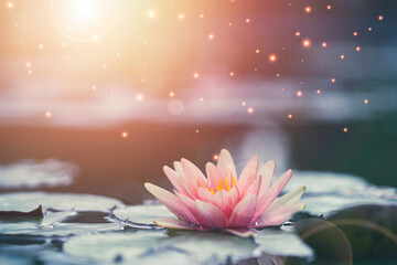 Beautiful pink water lily or lotus with sunlight in the pond.