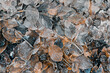 Fall dead frozen leaves background