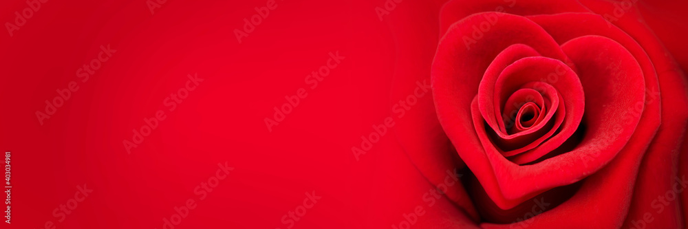 Red rose in the shape of a heart on panoramic red background, valentines day web banner - obrazy, fototapety, plakaty 
