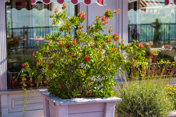 Blooming Bottlebrush Plant Callistemon citrinus. Red fluffy flower heads on the evergreen shrub