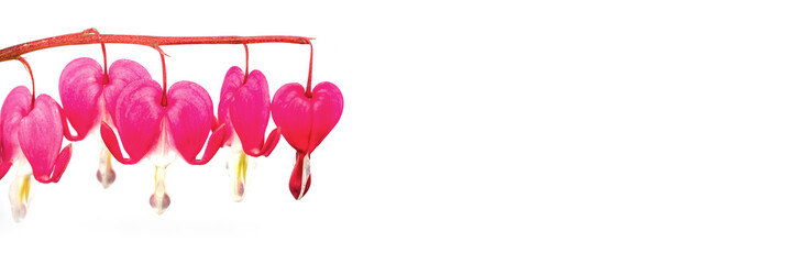 Wall Mural - bleeding heart flowers (lamprocapnos spectabilis) close up isolated on white panoramic background wi