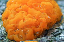 The Yellow Brain (Tremella Mesenterica) Is An Inedible Mushroom