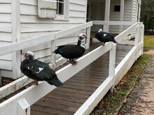 Three Muscovy Ducks On A Railing