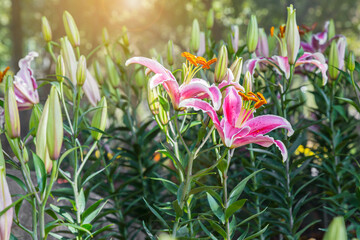 Wall Mural - pink lilly flowers are beautifully blooming in chiang rai flower.