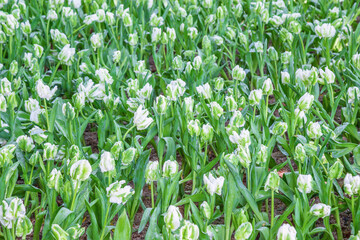 Wall Mural - young white tulip in the garden, thailand.