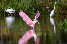 Roseate Spoonbills Flying, Preening, And Feeding In A South Florida Nature Preserve 