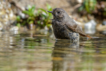 Wall Mural - Hausrotschwanz (Phoenicurus ochruros) Weibchen badet