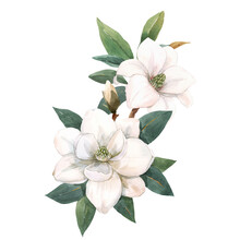 Beautiful Stock Illustration With Hand Drawn Watercolor Gentle White Magnolia Flowers.